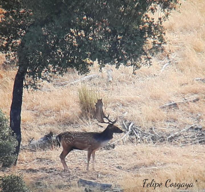 Casa Rural Albahaca Herrera del Duque ภายนอก รูปภาพ